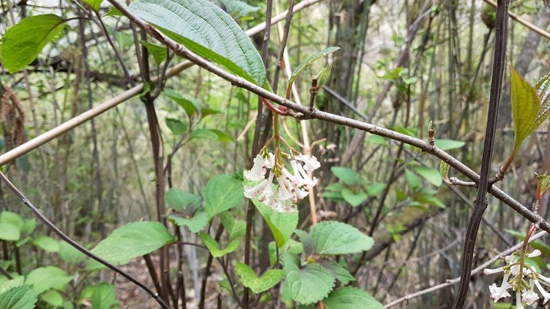 Viburnum erubescens, photographed by Neil Alderson
