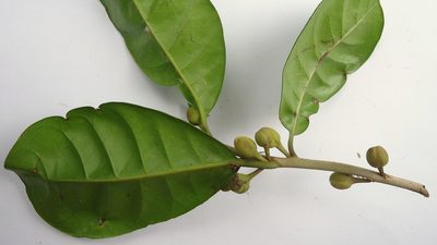 Lucuma grandiflora, photographed by russiannaturalistbrazil