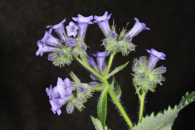 Eriodictyon sessilifolium, photographed by Alan Rockefeller