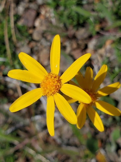 Packera hesperia, photographed by Ellen Watrous
