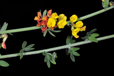 Acmispon watsonii, photographed by Alan Rockefeller