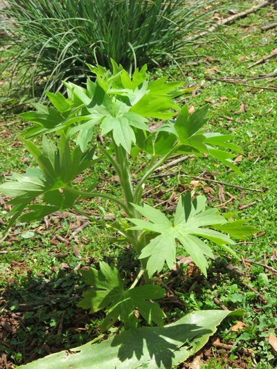 Delphinium staphisagria, photographed by Ronald Flipphi