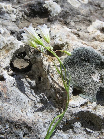 Gagea graeca, photographed by Ronald Flipphi
