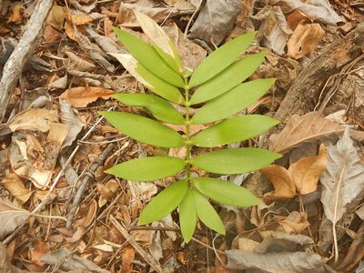 Zamia paucijuga, photographed by Juan Cruzado Cortés