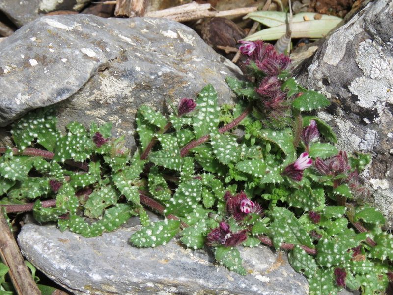 Anchusa variegata, photographed by Ronald Flipphi