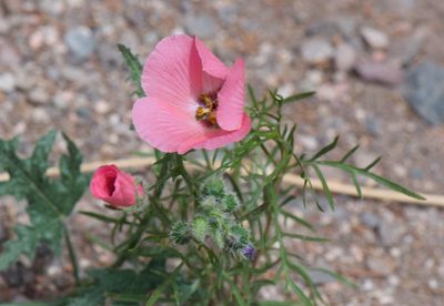 Lecanophora heterophylla, photographed by Jonathan Eisen