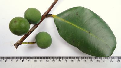 Calophyllum brasiliense
