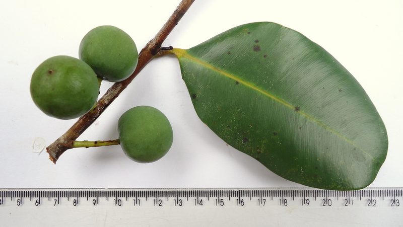Calophyllum brasiliense, photographed by russiannaturalistbrazil