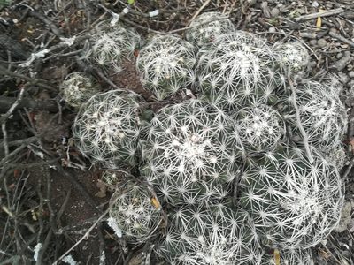 Coryphantha neglecta, photographed by Francisco Martínez González
