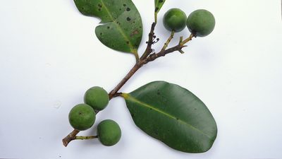 Calophyllum brasiliense, photographed by russiannaturalistbrazil