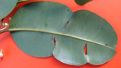 Calophyllum brasiliense, photographed by russiannaturalistbrazil