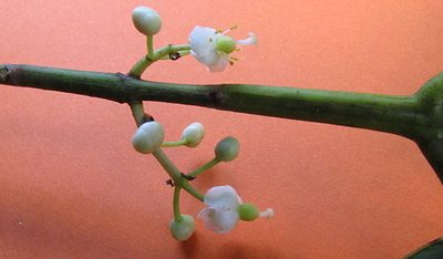Calophyllum brasiliense, photographed by russiannaturalistbrazil