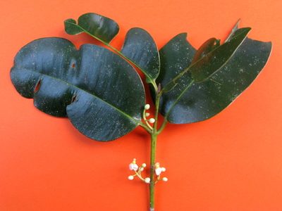 Calophyllum brasiliense, photographed by russiannaturalistbrazil