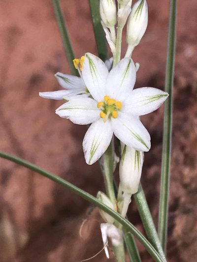 Eremocrinum albomarginatum, photographed by Robbie Hannawacker