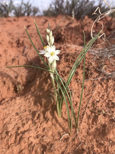 Eremocrinum albomarginatum, photographed by Robbie Hannawacker