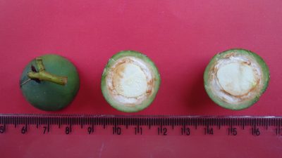 Calophyllum brasiliense, photographed by russiannaturalistbrazil