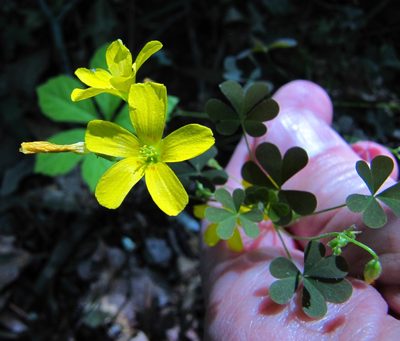 Oxalis colorea, photographed by Ken Kneidel