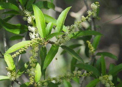 Croton scouleri, photographed by John G. Phillips