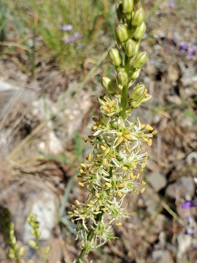 Hastingsia serpentinicola, photographed by Ellen Watrous