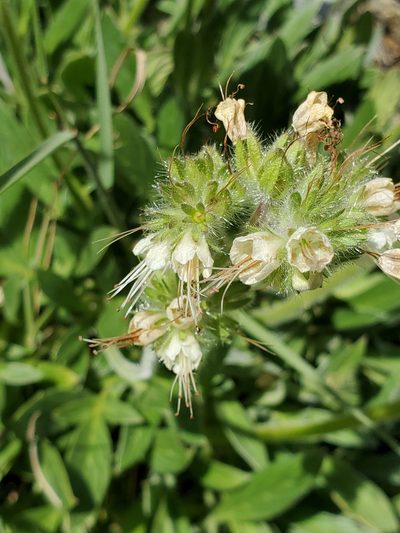Phacelia corymbosa, photographed by Ellen Watrous