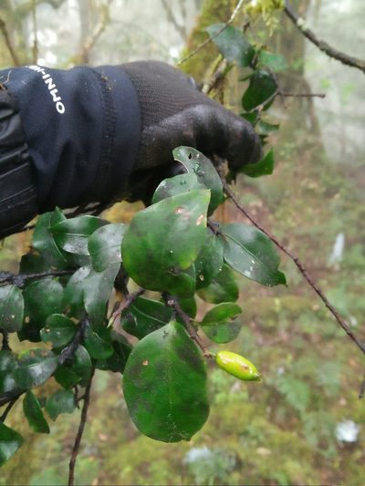 Symplocos anomala, photographed by Cheng-Te Hsu