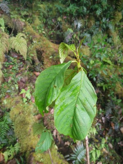 Frangula crenata, photographed by Cheng-Te Hsu