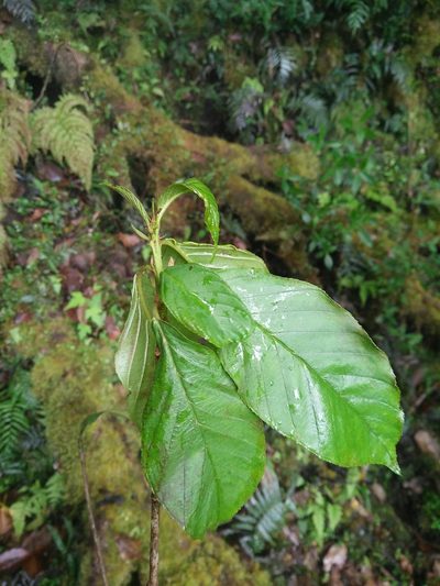 Frangula crenata, photographed by Cheng-Te Hsu