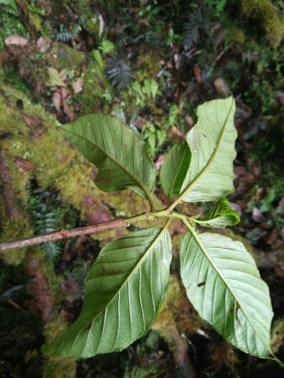 Frangula crenata, photographed by Cheng-Te Hsu