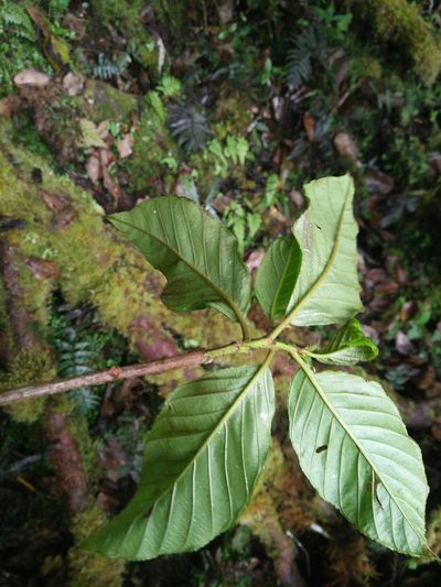 Frangula crenata, photographed by Cheng-Te Hsu