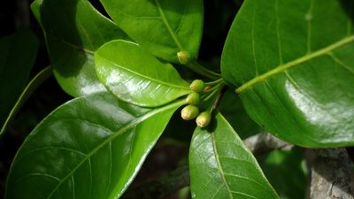 Pouteria gardneri, photographed by russiannaturalistbrazil
