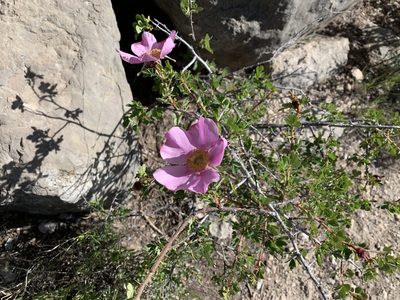 Rosa stellata, photographed by CK2AZ