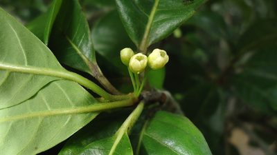 Pouteria gardneri, photographed by russiannaturalistbrazil