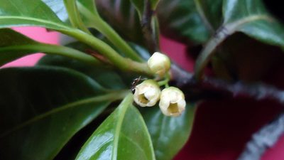 Pouteria gardneri, photographed by russiannaturalistbrazil