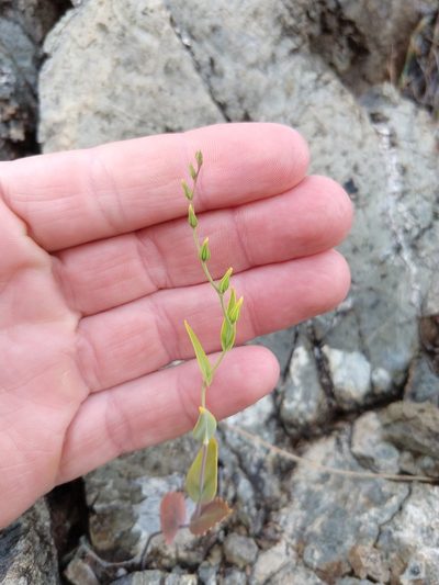 Streptanthus hesperidis, photographed by rockybajada