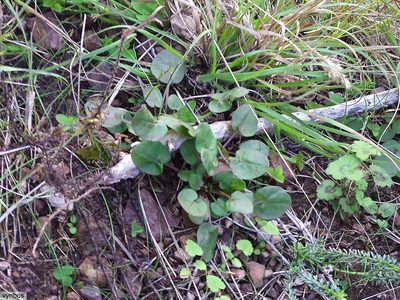Rumex cordatus, photographed by Chris Vynbos