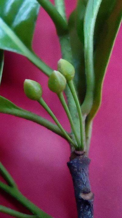 Pouteria gardneri, photographed by russiannaturalistbrazil
