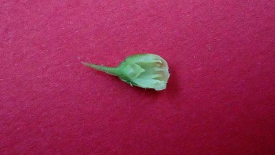 Pouteria gardneri, photographed by russiannaturalistbrazil