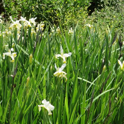 Iris orientalis, photographed by Daniel Levitis