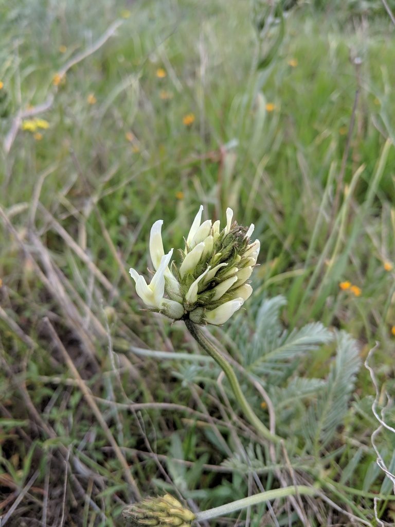 Astragalus hoodianus, photographed by Patrick Sowers
