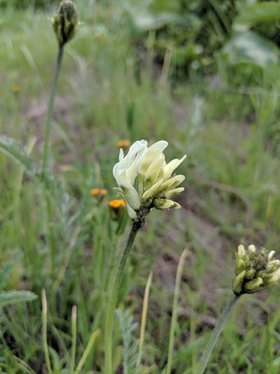 Astragalus hoodianus, photographed by Patrick Sowers