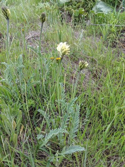 Astragalus hoodianus, photographed by Patrick Sowers