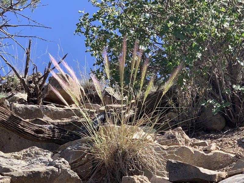 Elymus longifolius, photographed by CK2AZ