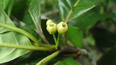 Pouteria gardneri, photographed by russiannaturalistbrazil