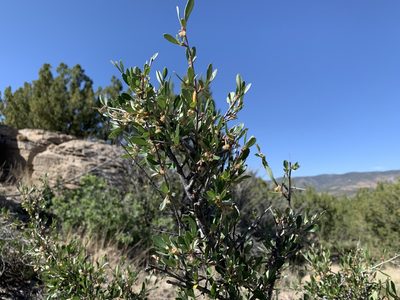 Cercocarpus breviflorus, photographed by CK2AZ