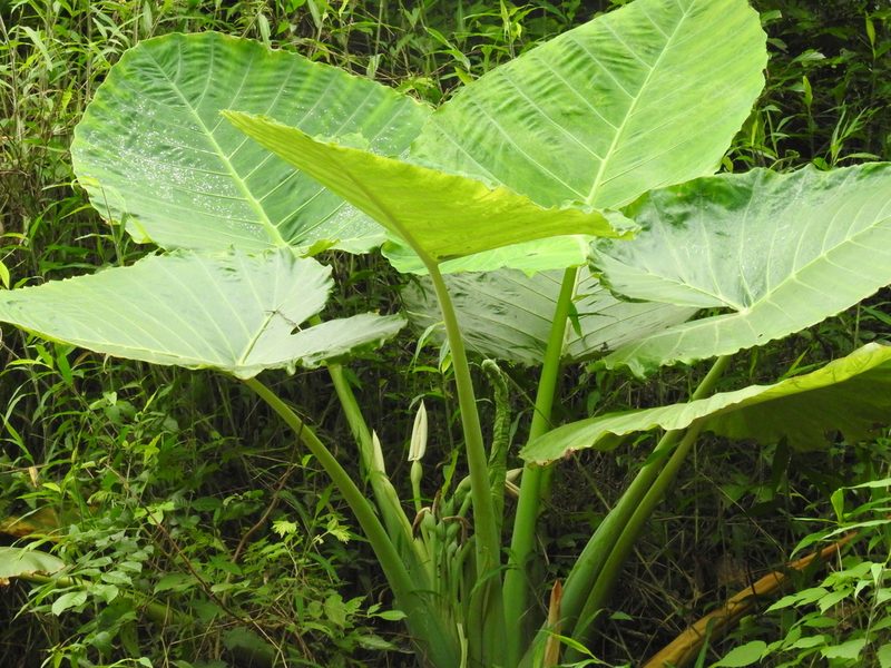 Leucocasia gigantea, photographed by desertnaturalist