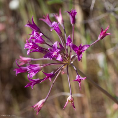 Allium crispum, photographed by Ken-ichi Ueda