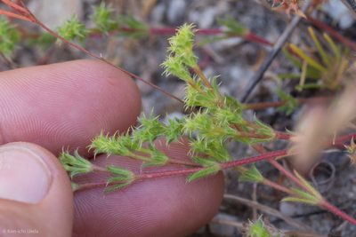 Lastarriaea coriacea, photographed by Ken-ichi Ueda