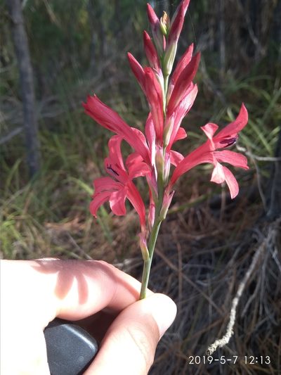 Tritoniopsis pulchra, photographed by Seth Musker