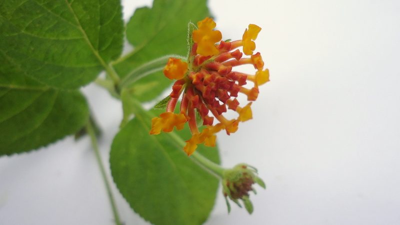 Lantana horrida, photographed by russiannaturalistbrazil