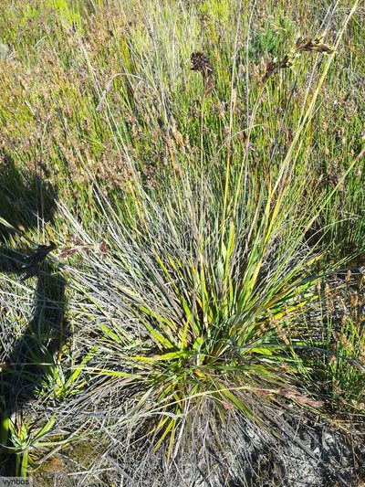 Tetraria triangularis, photographed by Chris Vynbos